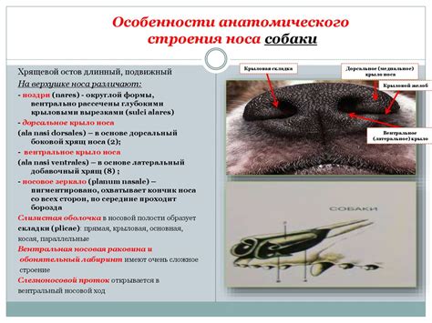  Регулярная гигиена носа собаки для поддержания нормального дыхания
