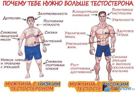  Роли тестостерона и эстрогенов в функционировании мужского организма 