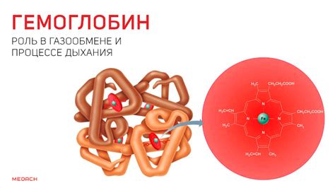  Роль гемоглобина в организме человека 