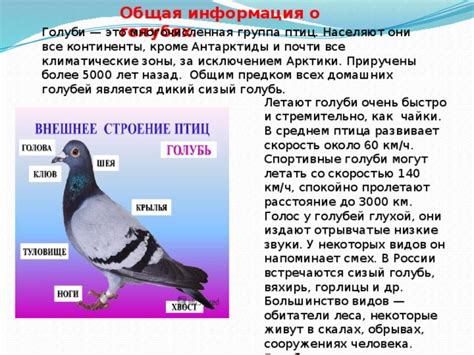  Роль социокультурных факторов в сохранении верований о голубях 