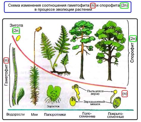  Спорофиты высших растений 