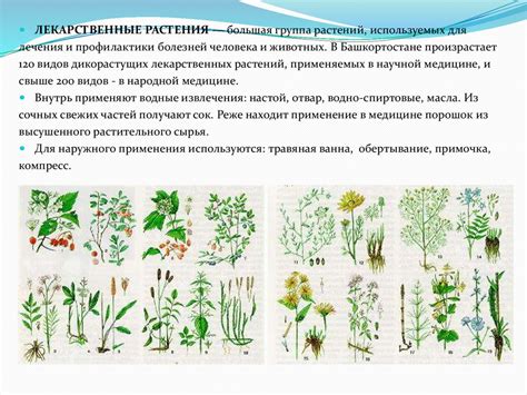  Традиционное применение растения в народной медицине 