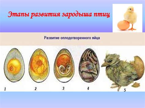  Учет особенностей породы при определении гендерного признака куриного яйца 