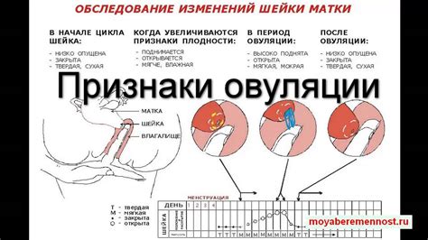  Физиологические признаки овуляции: как распознать период возможного зачатия 