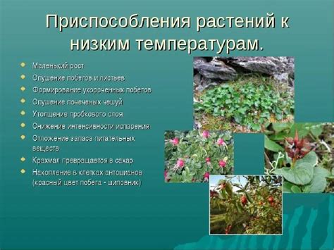 Адаптация деревьев к экстремальным температурам