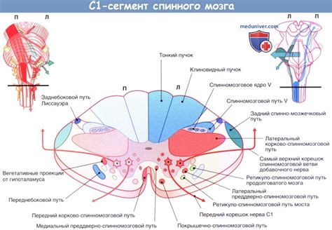 Активация нервных процессов
