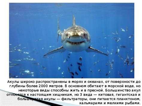 Акулы в пресной воде: мифы и факты