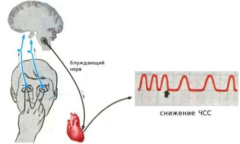 Аллапинин при низком пульсе: назначение и преимущества