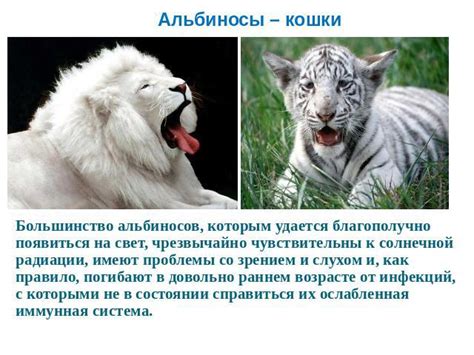 Альбиносы и проблемы со зрением