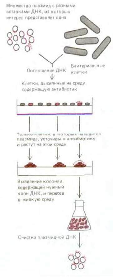 Альбьери: главные принципы клонирования Эдне