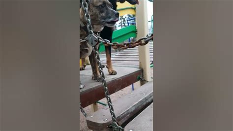 Альтернативные активности для собаки