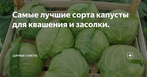 Альтернативные варианты для квашения капусты