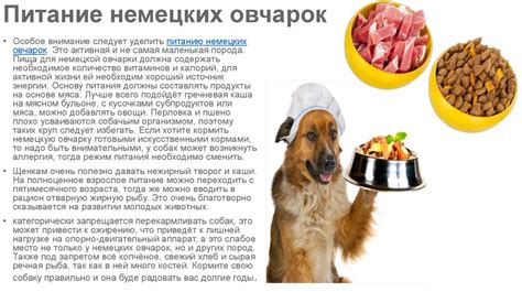 Альтернативные продукты для кормления собаки