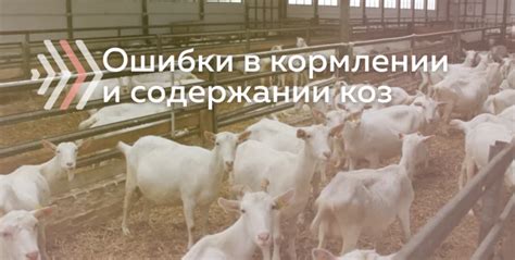 Альтернативы пшеничному зерну в кормлении коз