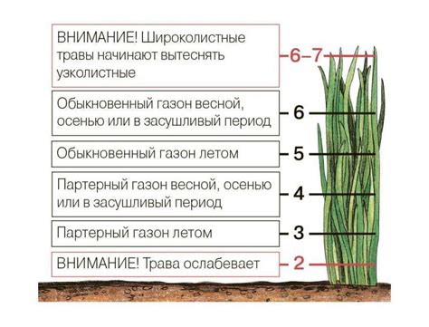 Альтернативы стрижке газона