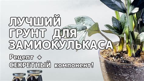 Альтернативы универсальному грунту для замиокулькаса