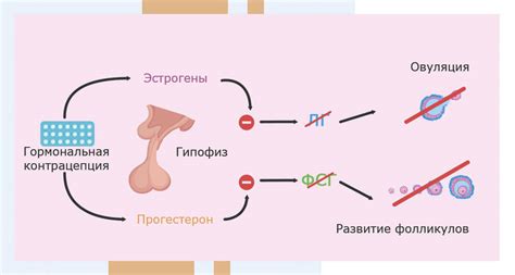 Аменорея и овуляция