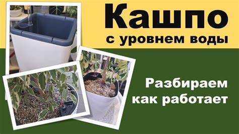 Анализ практической пользы горшка с автополивом для фикуса