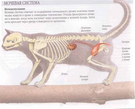 Анатомические особенности котов