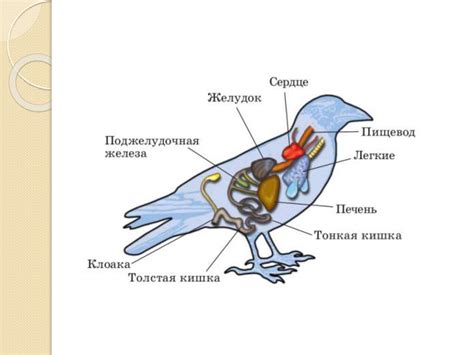Анатомические особенности первых птиц