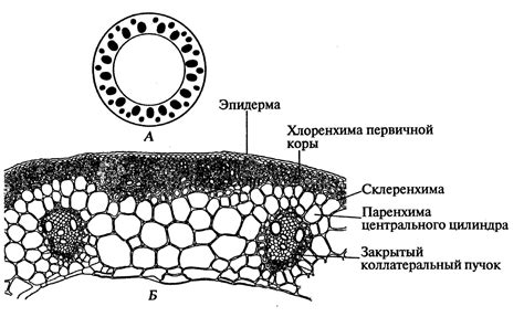 Анатомическое строение