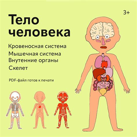 Анатомия Славянки