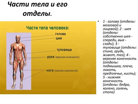 Анатомия и физиология верхней части тела