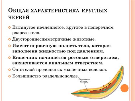 Анатомия круглых червей: общая характеристика