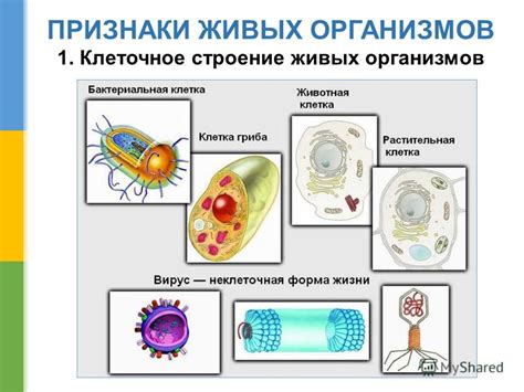 Аномальные изменения клеток организмов