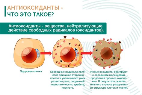 Антиоксиданты в цикории и их влияние