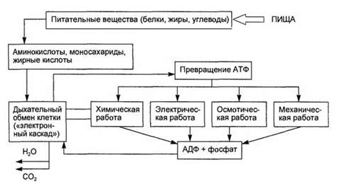 Арбуз и ускорение обмена веществ