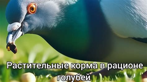 Аргументы против использования пшена в рационе голубей