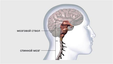 Арнольд-Киари: что это такое