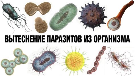 Бактерии, вирусы и грибки