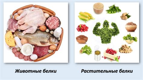Баранина как полноценный источник белка
