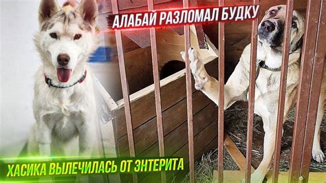 Безопасное и комфортное проживание вольера для алабая