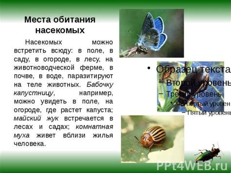 Библейские аллегории о насекомых
