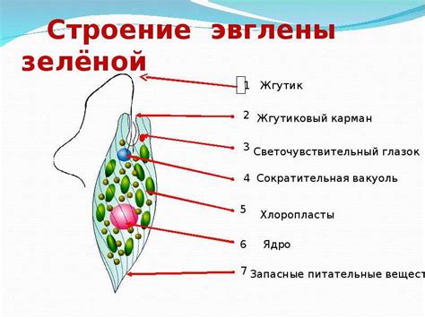 Биологические особенности эвглены