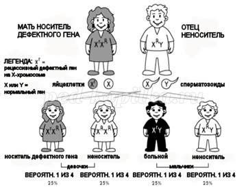 Биологические факторы, определяющие пол ребенка в исламе