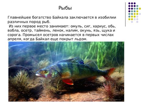 Богатство вида рыб