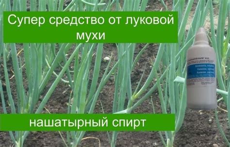 Борьба с запахом после лука в домашних условиях