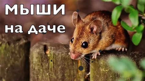 Борьба с мышами в доме: советы, действия и превентивные меры