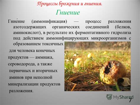 Брага: развитие и процесс брожения