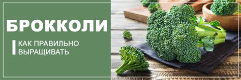 Брокколи почернела