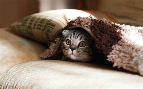 Будить кота может вызвать стресс