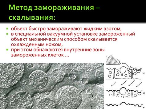 Быстрый метод замораживания сельдерея
