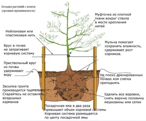 Важное значение резервной посадки груши