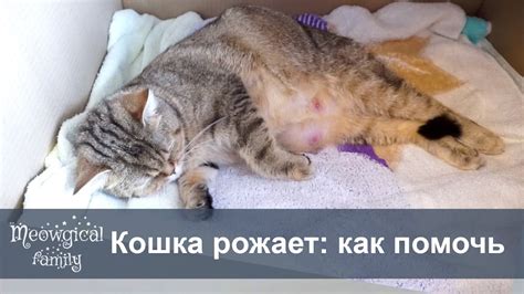 Важное о явлениях после отхождения пробки у кошки во время родов