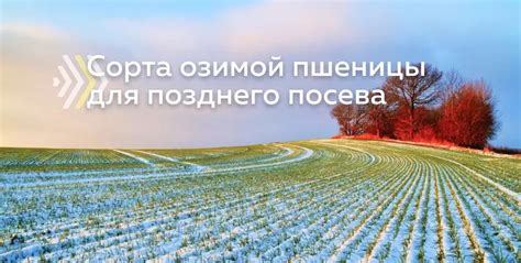 Важность выбора оптимального времени для посева озимой пшеницы