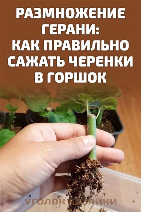 Важность выбора правильного участка для канны